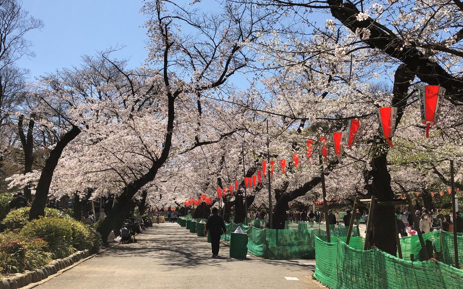People enjoying cherry blossom viewing at Ueno Park.